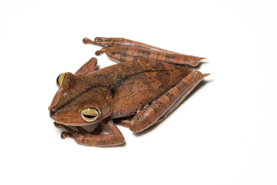 Troschels Tree Frog Photograph by Louise Murray/science Photo Library