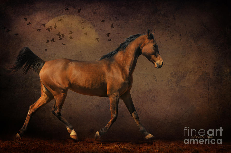 Trotting Into the Night Photograph by Karen Slagle