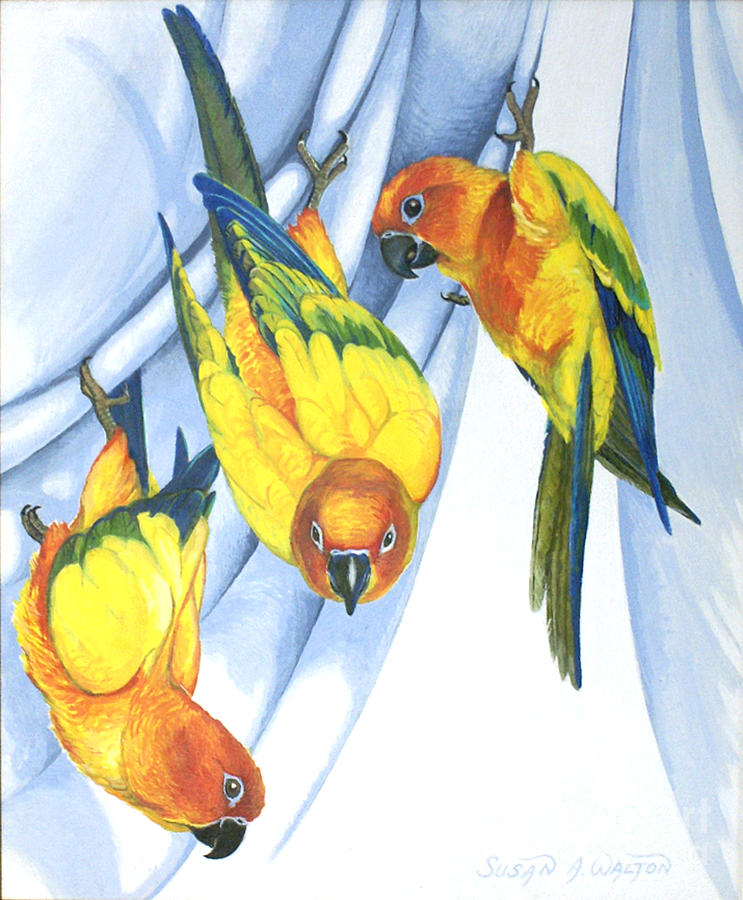 Bird Painting - Trouble - Sun Conure Trio by Susan A Walton