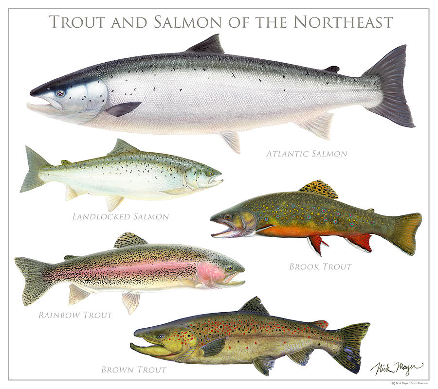 Trout And Salmon Of The Northeast Painting by Nick Mayer