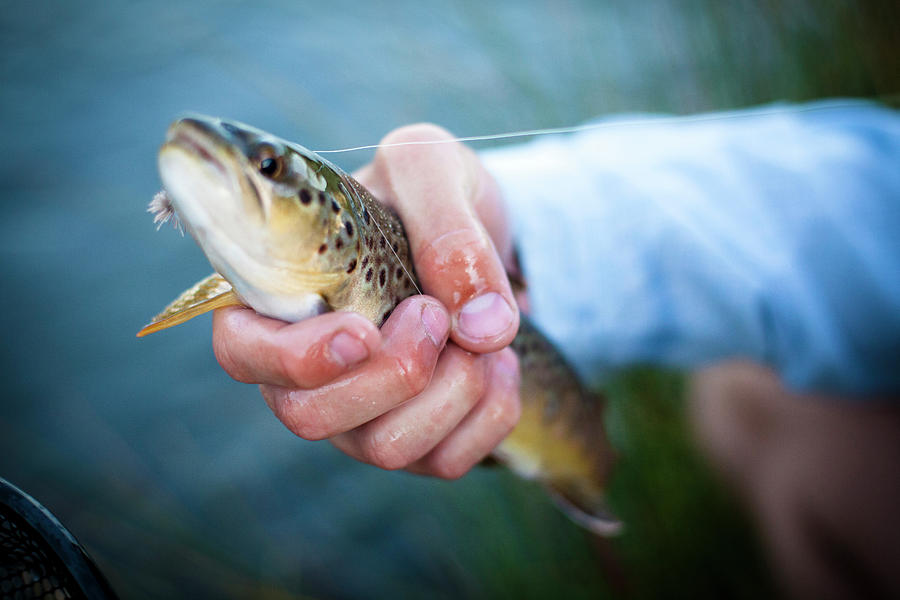 Trout Being Held By Man Photograph by Tommy Penick - Fine Art America