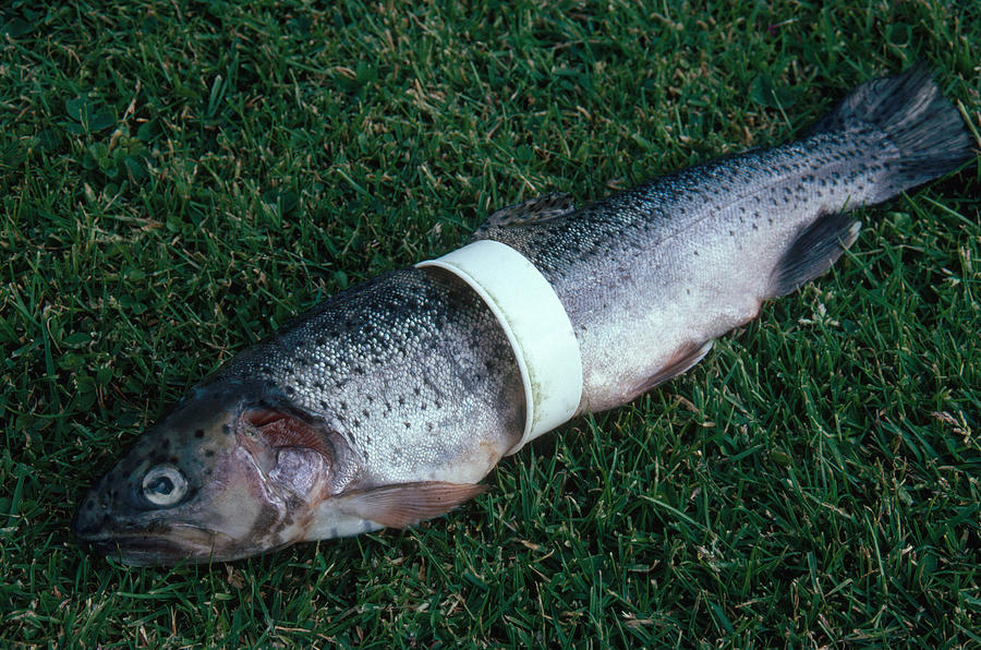 Trout Caught In Plastic Ring Photograph by A.b. Joyce