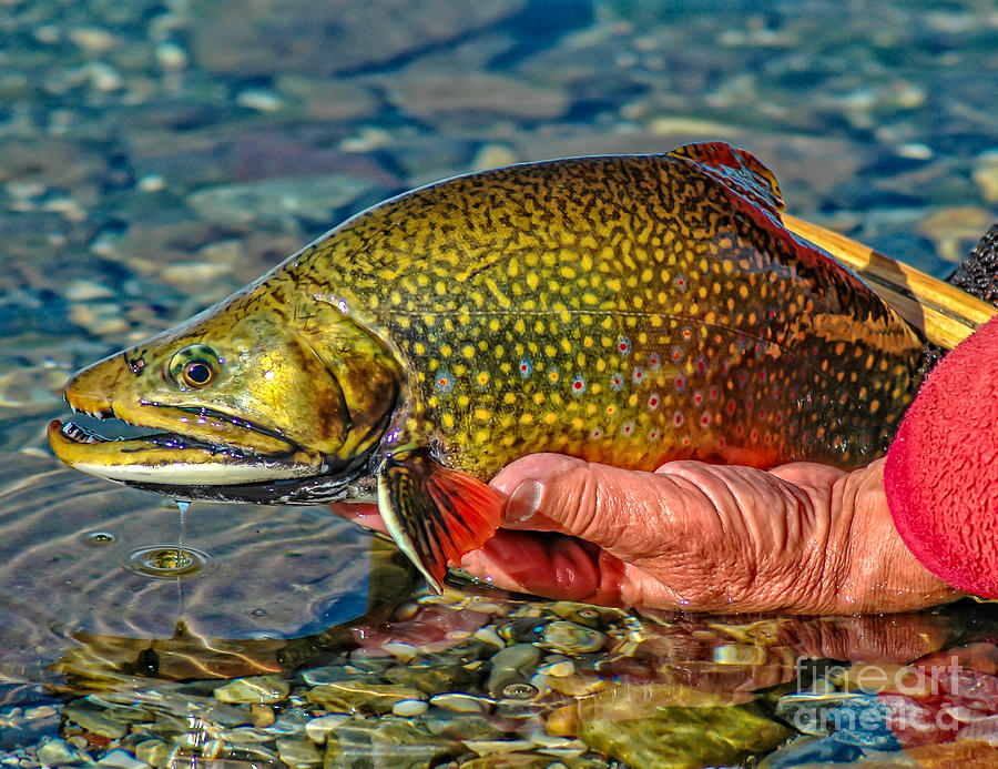 Trout Photograph by Edward Fielding