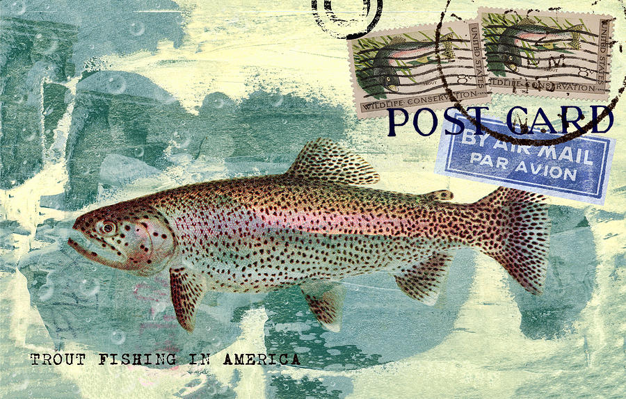 Trout Photograph - Trout Fishing in America Postcard by Carol Leigh