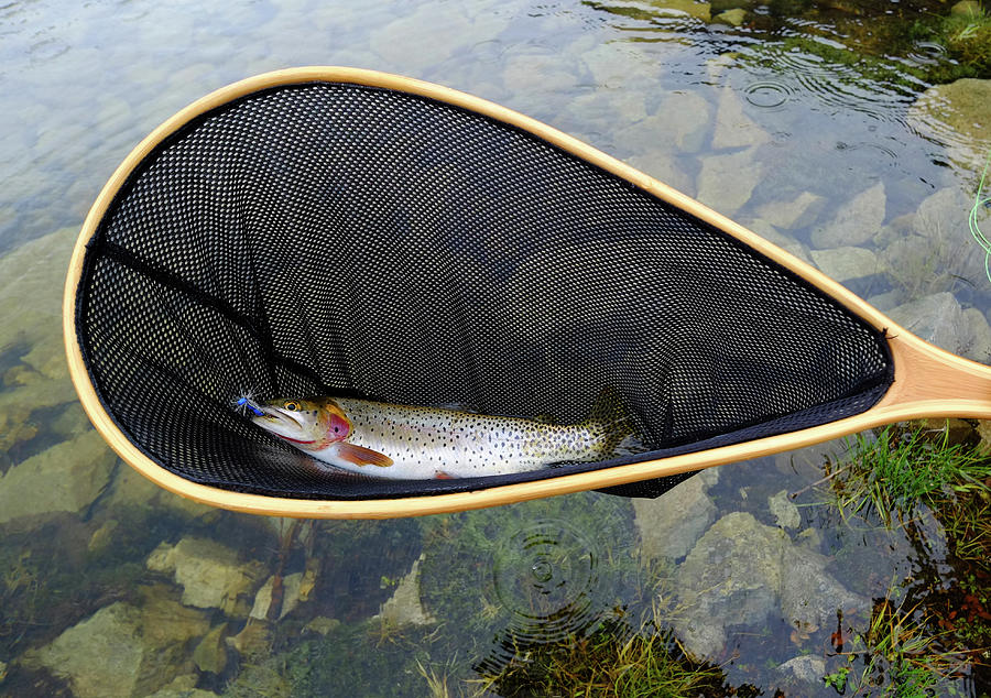 Trout In Net At Alpine Lake Photograph by David Epperson