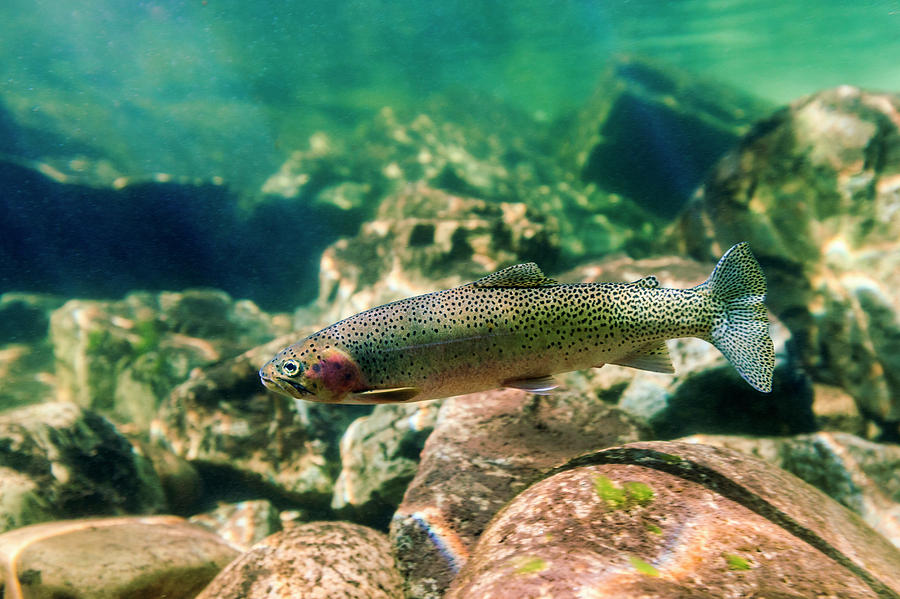 Trout In The Locsa River, Idaho Photograph by James White