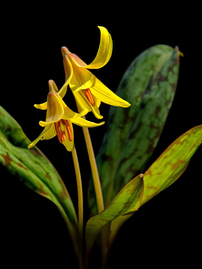Trout Lilies Photograph by Carolyn Derstine