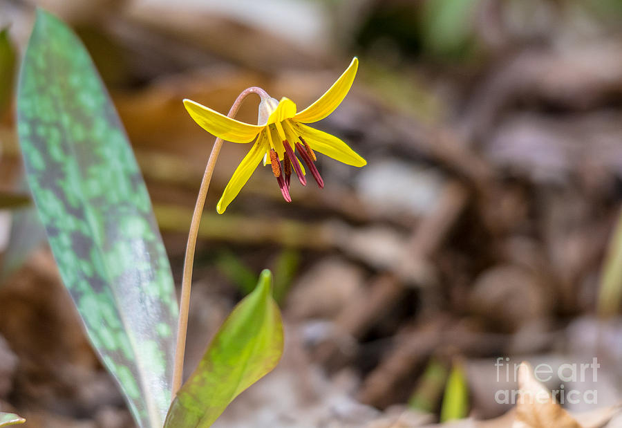 Trout Lily Photograph by Cheryl Baxter