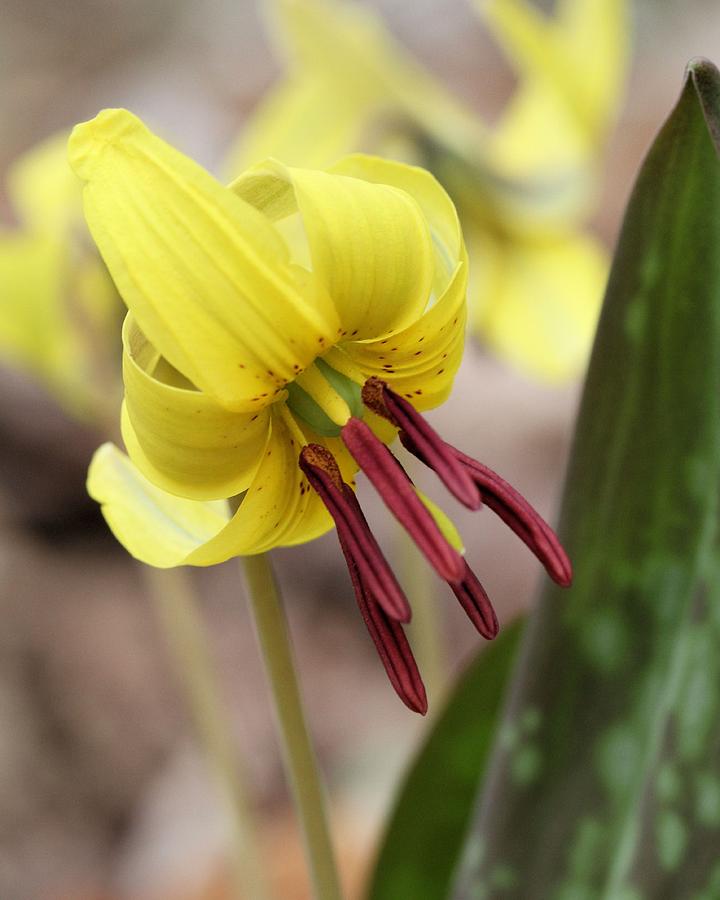 trout lily trout lily