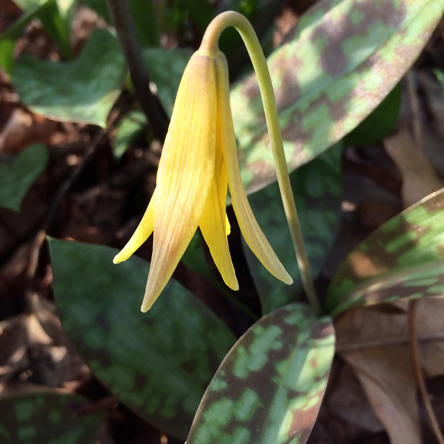 Trout Lily Photograph