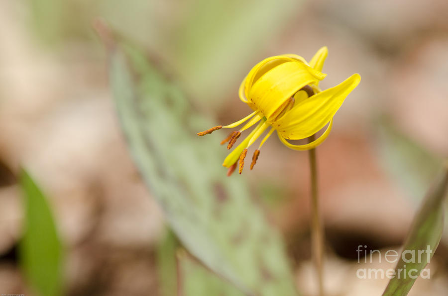 Nature Photograph - Trout Lily by Tiffany Rantanen
