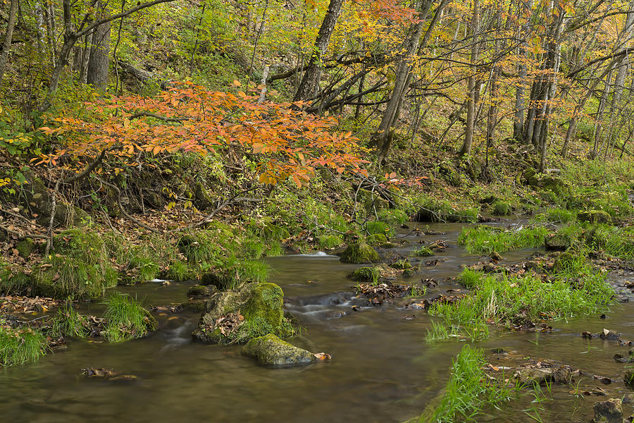 Tree Photograph - Trout Run Creek Fall 3 C by John Brueske