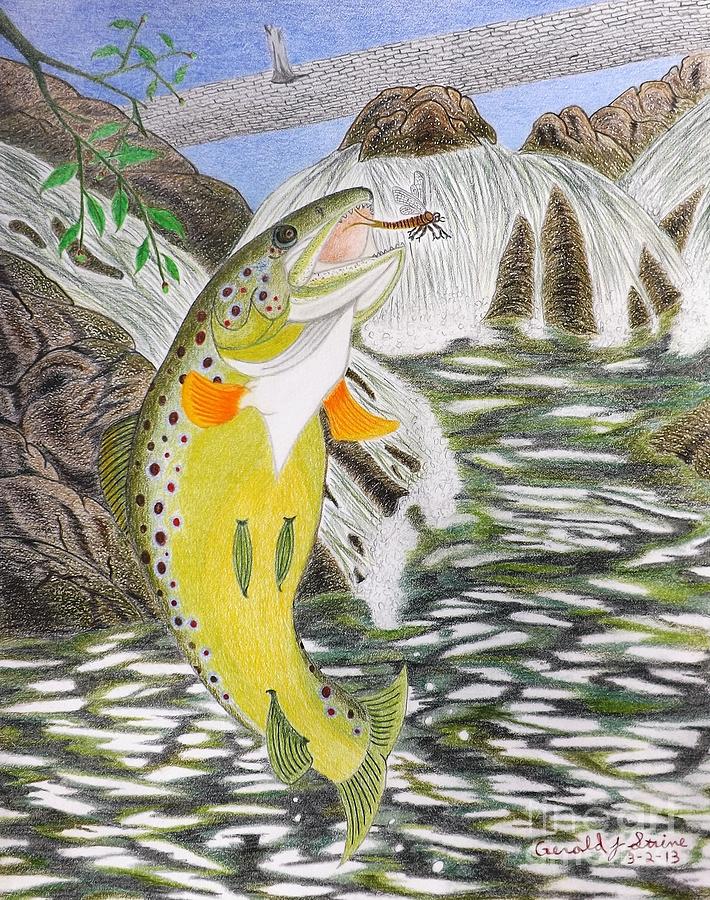Trout Drawing - Trout Stream In May by Gerald Strine
