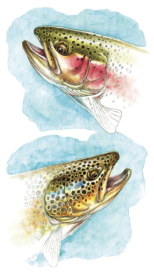 Trout Study Painting by JQ Licensing