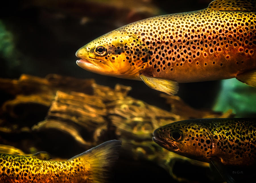 Trout Swimming In A River Photograph