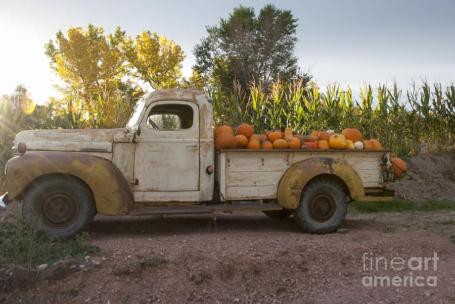 Pumpkin Time Photograph by Juli Scalzi