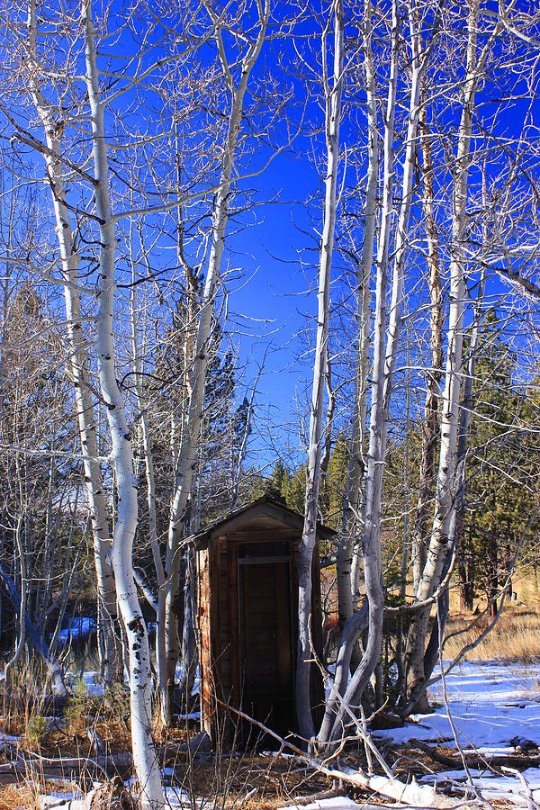 Tree Photograph - Truckee Outhouse by Mickey Hatt