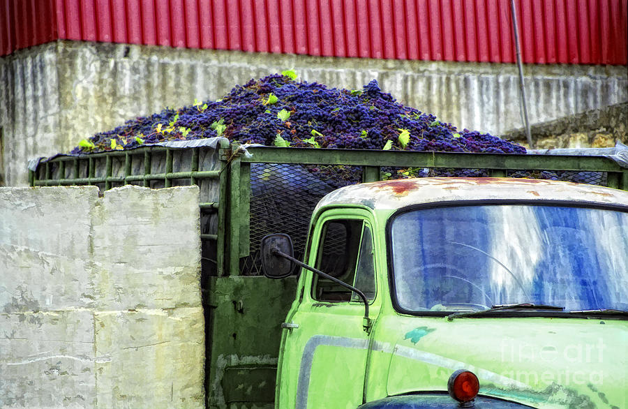 Truckload Of Grapes Photograph by Timothy Hacker