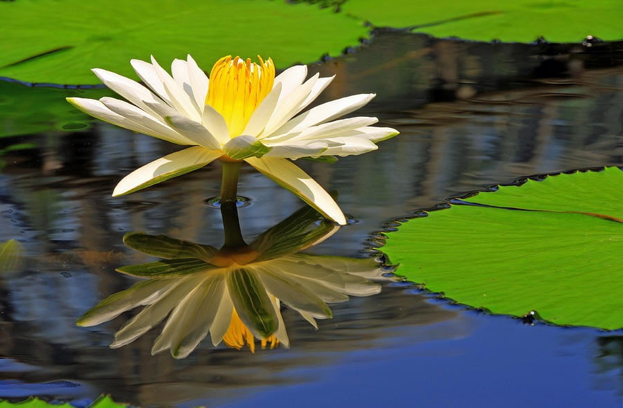 Trudy Slocum Water Lily Photograph by Dan Myers