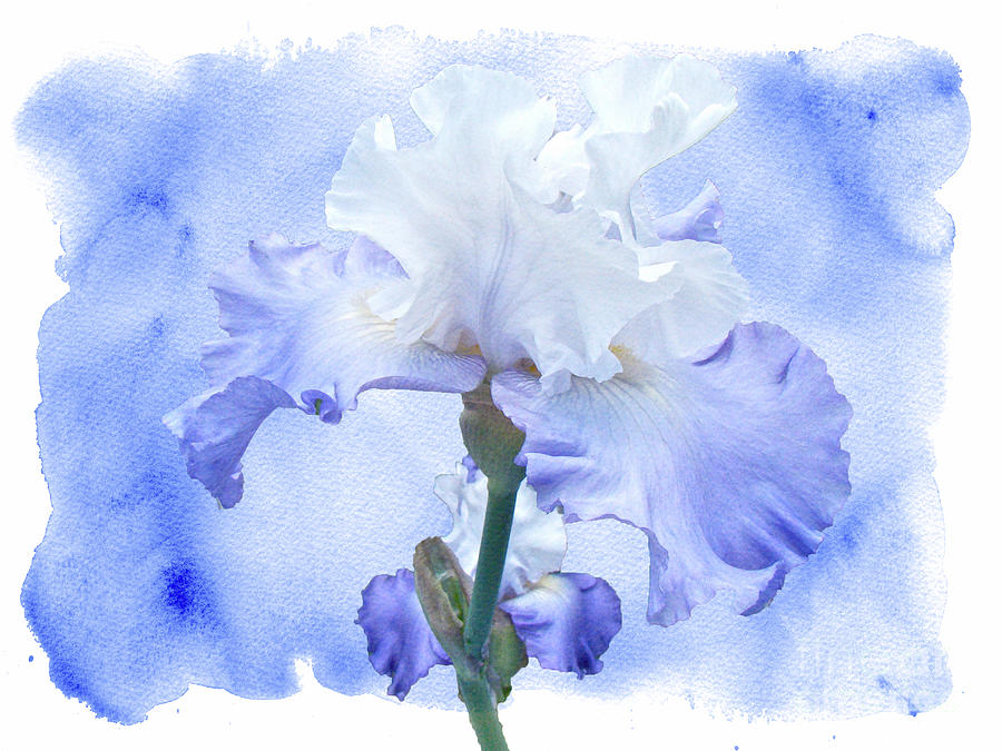 True Blue - Bearded Iris Photograph by Carol Senske
