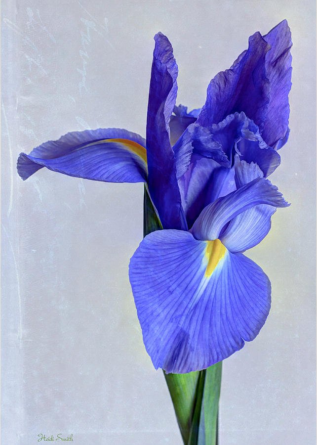Iris Photograph - True Blue by Heidi Smith