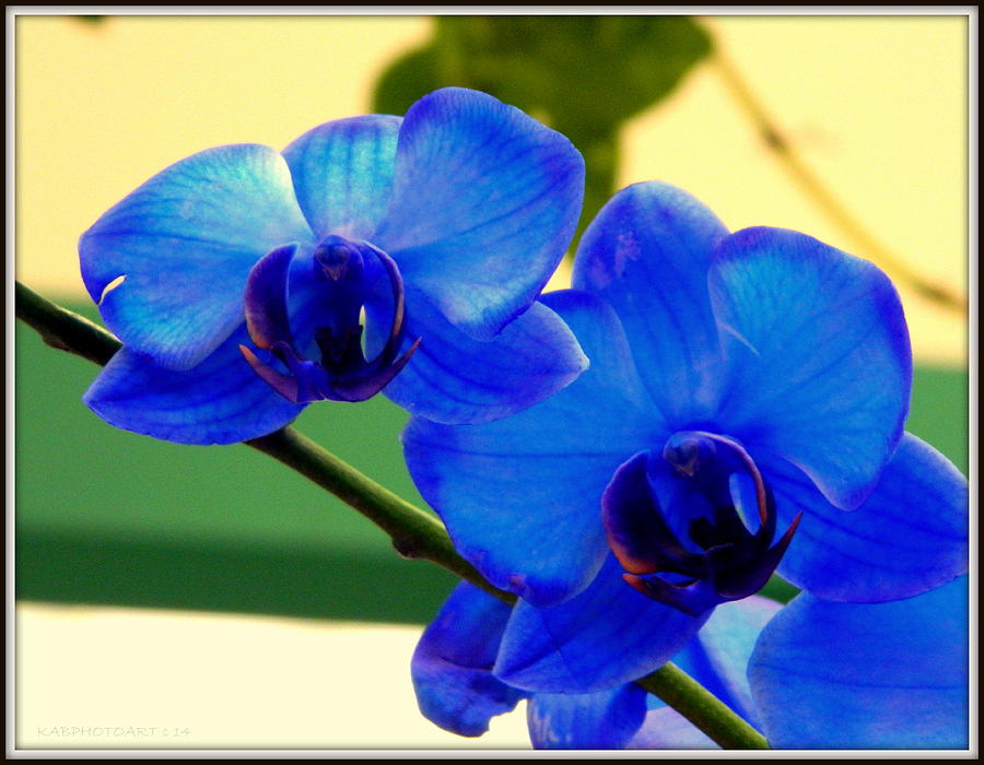 True Blue Orchid Photograph by Kathy Barney