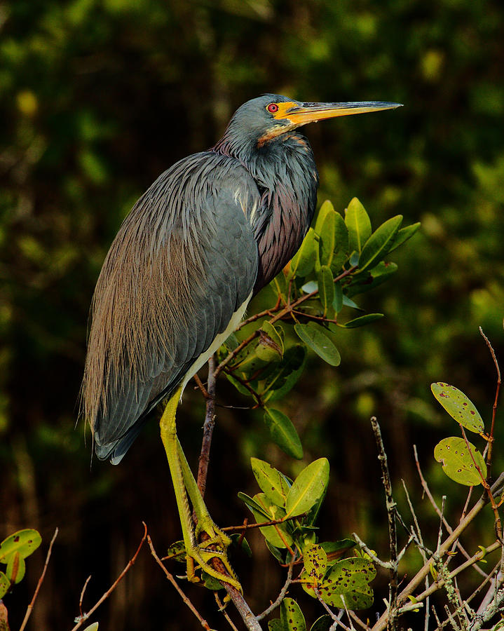 Heron Photograph - True Colors by Patrick Anderson