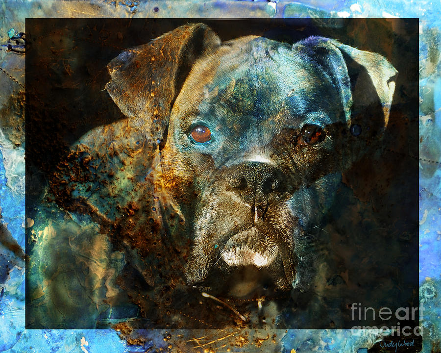 Dog Digital Art - True Colours by Judy Wood