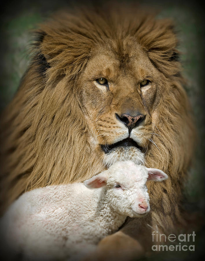 Lion And Lamb Photograph - True Companions by Wildlife Fine Art Lion And Lamb Photograph - True Companions by Wildlife Fine Art