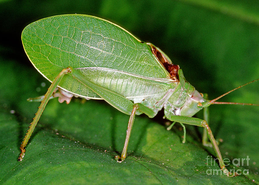 True Katydid Pterophylla Camellifolia Photograph by Millard H. Sharp ...