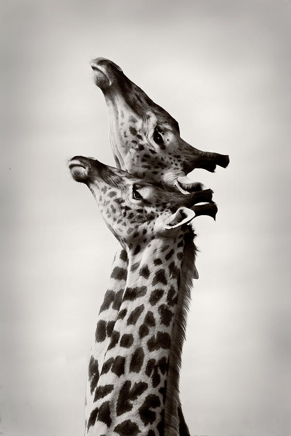 Animal Photograph - True Love by Wildphotoart