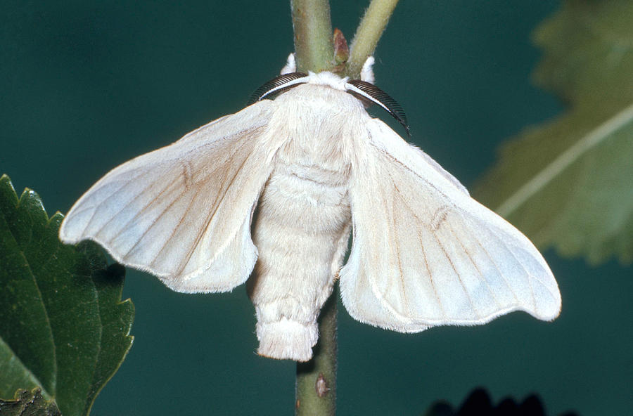 White Silk Moth