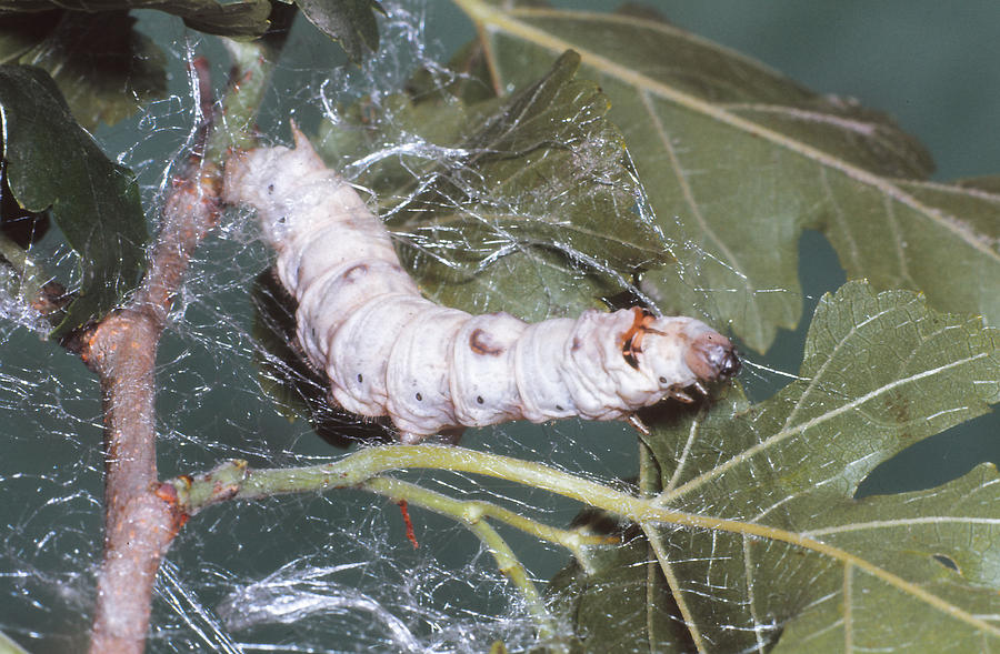 True Silkworm With Silk Threads Photograph by Harry Rogers