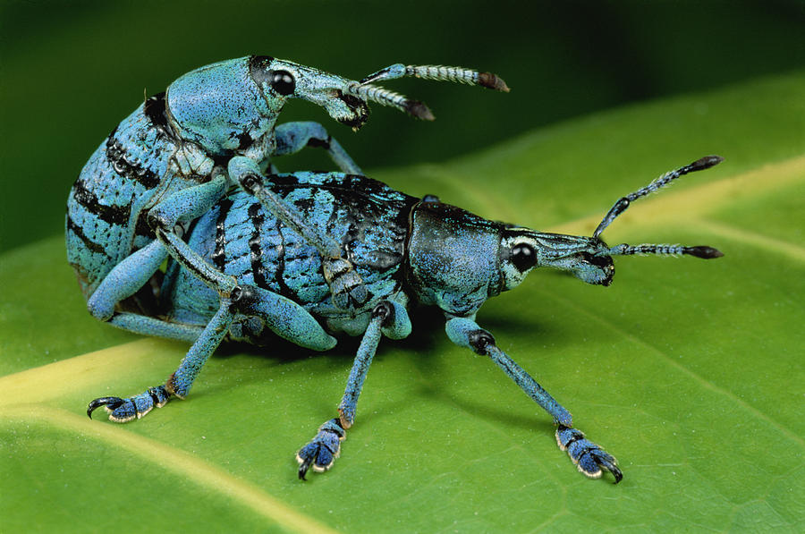 True Weevil Pair Mating Papua New Guinea Photograph by Mark Moffett