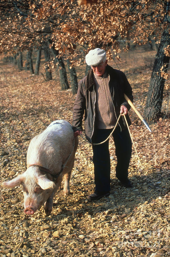 Truffle Hunting Photograph by C. Boisvieux/Explorer Fine Art America