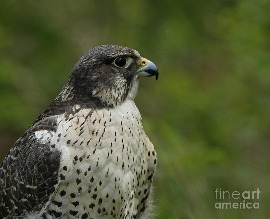 Falcon Photograph - Truly Captivated by the Magnificent Gyrfalcon  by Inspired Nature Photography Fine Art Photography