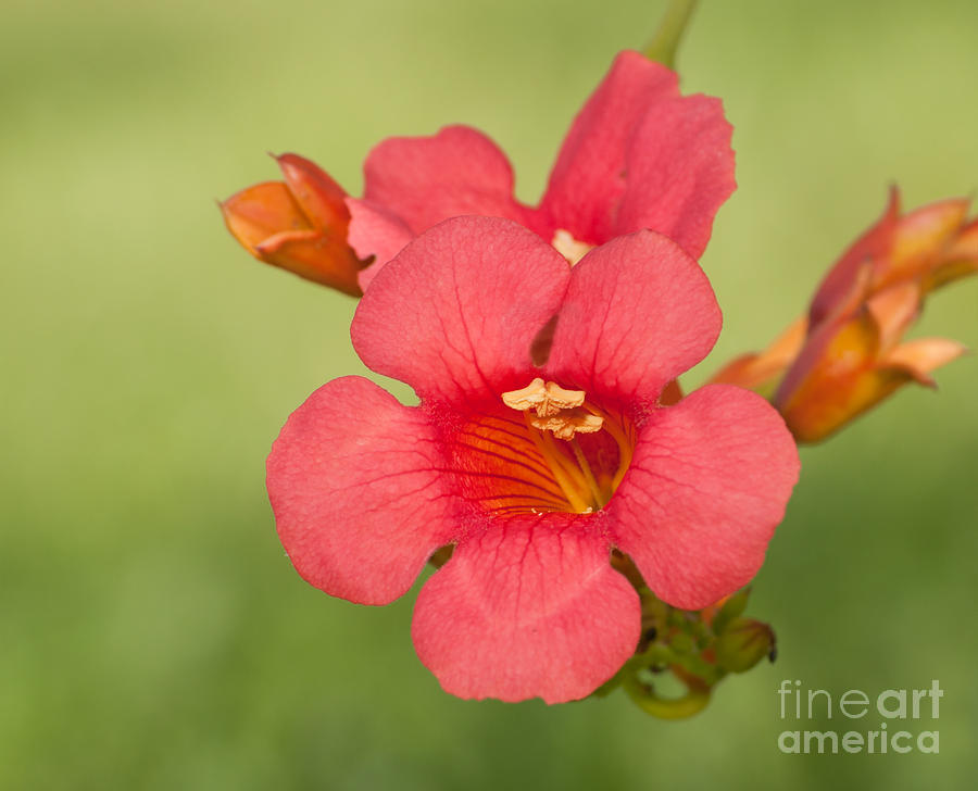 Trumpet Creeper flower Photograph by Sari ONeal
