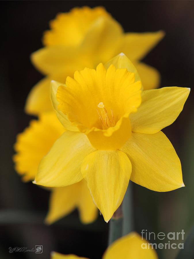 Flower Photograph - Trumpet Daffodil named Exception by J McCombie