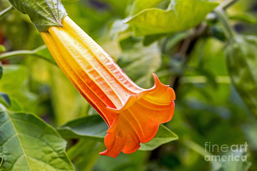 Trumpet Flower Photograph by Kate Brown