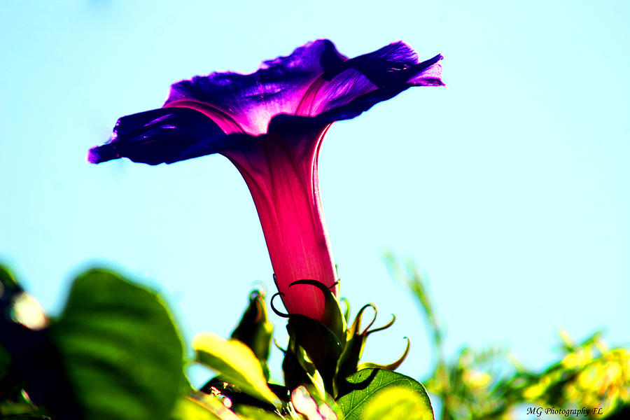 Flower Photograph - Trumpet Flower by Marty Gayler