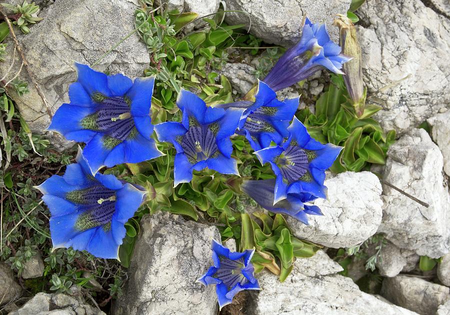 Trumpet Gentians (gentiana Ligustica) Photograph by Bob Gibbons