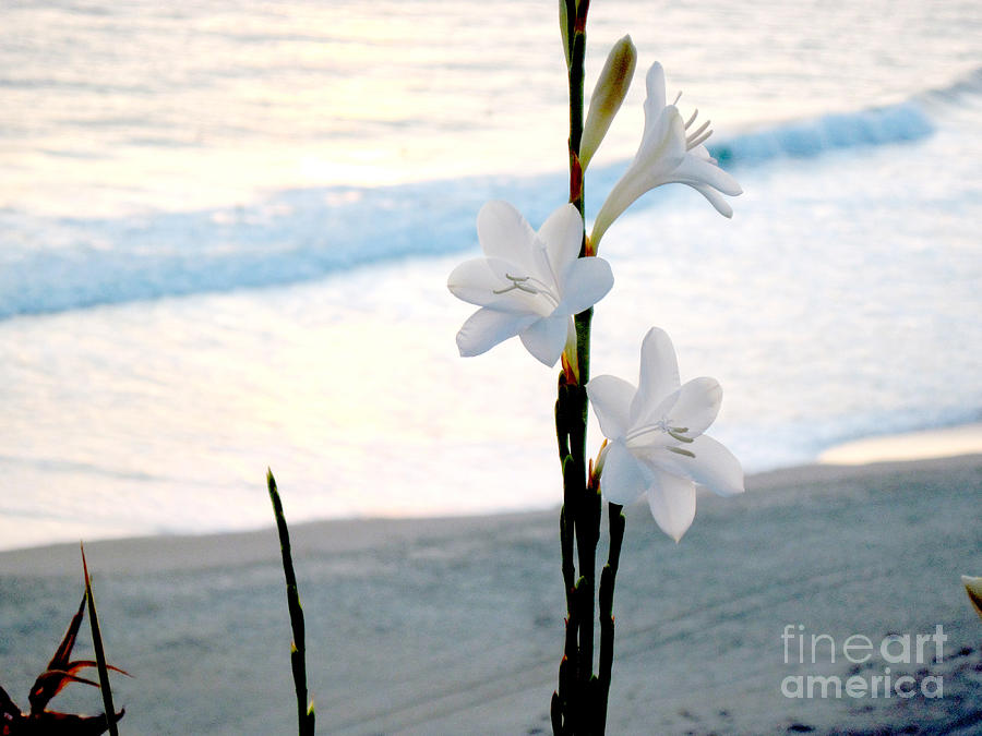 White Trumpet-shaped Flowers at Dana Point Beach California 2 Photograph by Conni Schaftenaar
