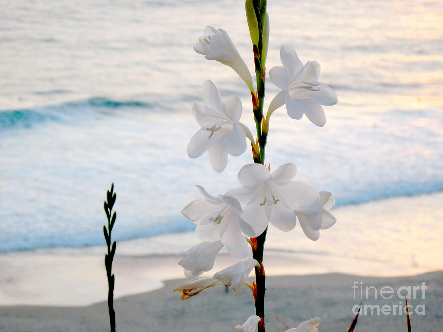 White Trumpet-shaped Flowers at Dana Point Beach California  Photograph by Conni Schaftenaar