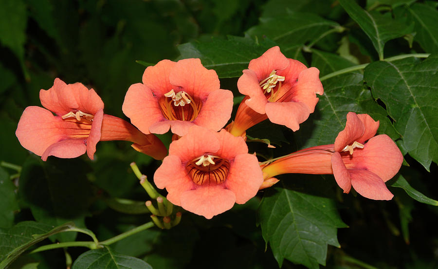 Trumpet Vine Flowers Photograph by Nigel Downer - Fine Art America