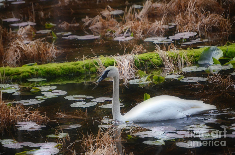 Trumpeter swan 2 Photograph by Frank Larkin