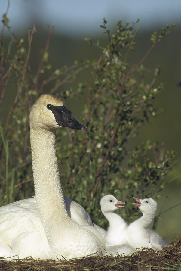 Trumpeter Swan And Squabbling Cygnets Photograph by Michael Quinton