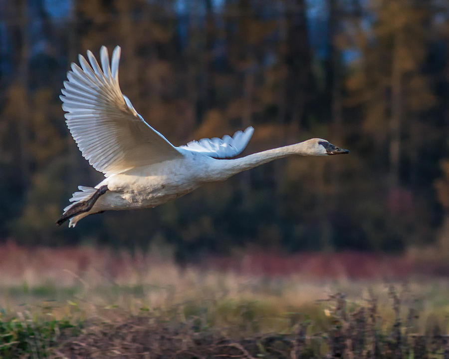 Swan Photograph - Trumpeter Swan by Bob Stevens
