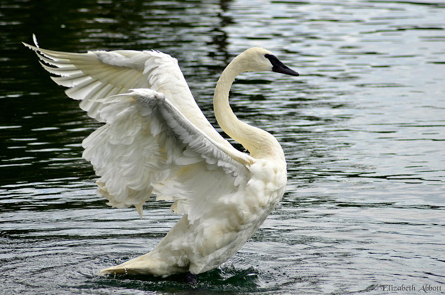 trumpeter-swan-broken-wing-photograph-by-elizabeth-abbott-fine-art