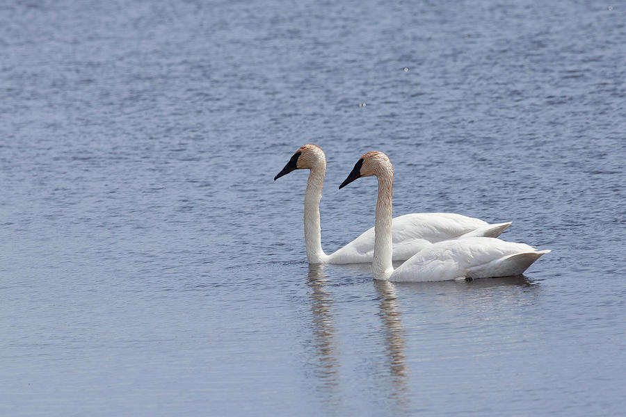 Trumpeter Swan Couple Photograph by Natural Focal Point Photography