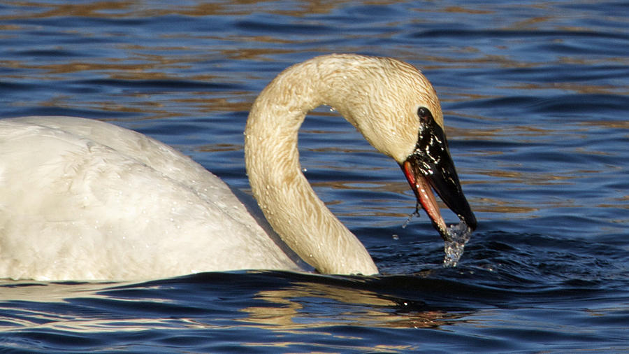 Swan Photograph - Trumpeter Swan by Dee Carpenter